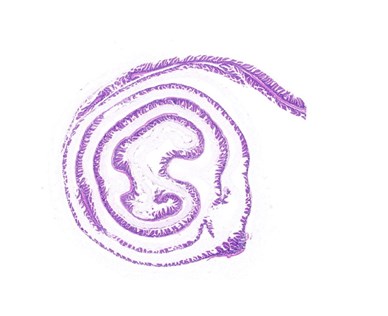 病理技術(shù)服務(wù)切片有哪些