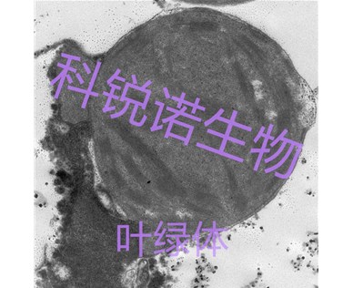 葉綠體