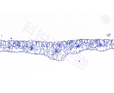 葉片甲苯胺藍(lán)染色