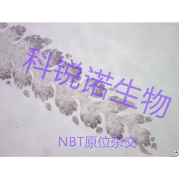 原位雜交