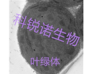 葉綠體