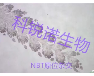 原位雜交
